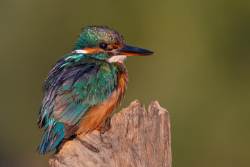kingfisher on the branch