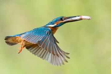 kingfisher in the flight with a fish