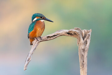 Obraz premium kingfisher lurking on a branch in the morning light