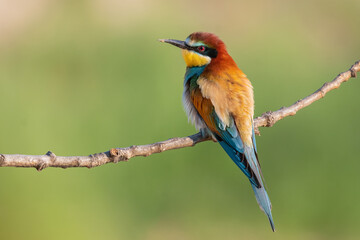 bee-eater resting on a branch