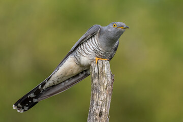 cuckoo on a spring day