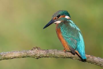 kingfisher lurking on a branch