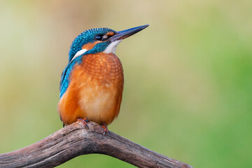 kingfisher lurking on a branch