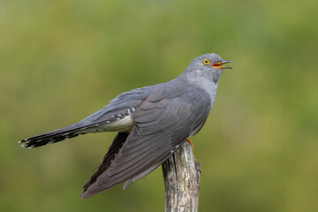 cuckoo on a spring day