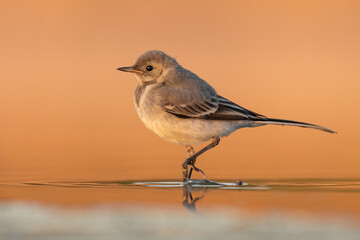 juvenile white wagtail in the water