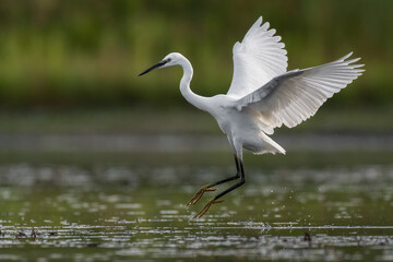 Little egret in the marsh