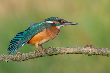 kingfisher lurking on a branch