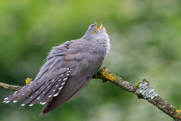 cuckoo on a spring day