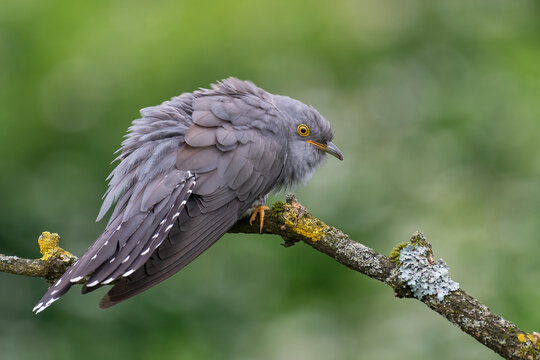 cuckoo fluffs up its feathers on a spring day 
