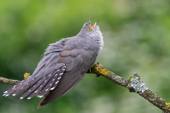 cuckoo on a spring day