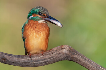 a kingfisher with a caught fish