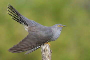 cuckoo on a spring day