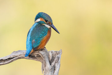 kingfisher perched on a branch