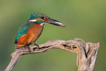 a kingfisher with a caught fish