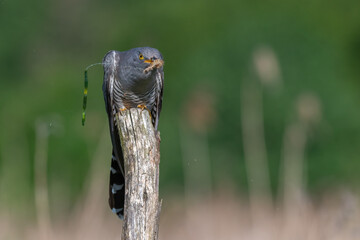 cuckoo on a spring day with a caught caterpillar