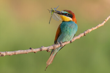bee eater with a dragonly