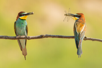 bee eaters with caught insects