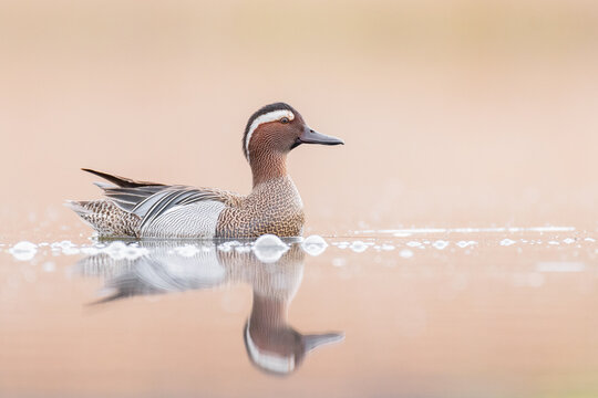 a garganey swimming across a pond