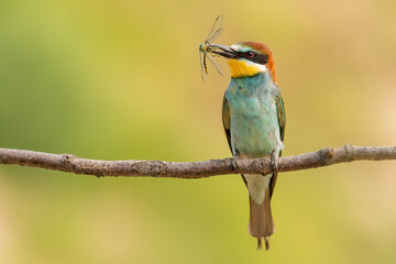 bee eater perched on branch with a caught dragonfly