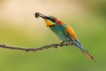 bee eater perched on branch with a caught bumblebee 
