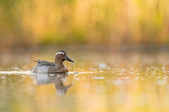 garganey with reflection