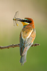 bee-eater with a caught dragonfly