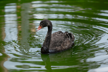 Cygnus atratus ｜A black swan on the pond