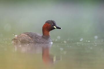 little grebe on the pond with calm water