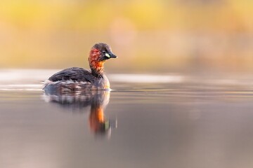 little grebe on the pond with calm water