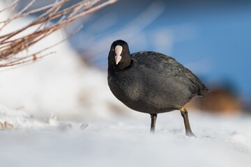 coot on the snowy shore