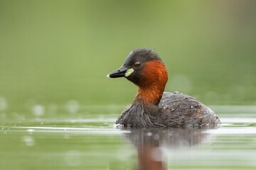 little grebe on the pond with calm water