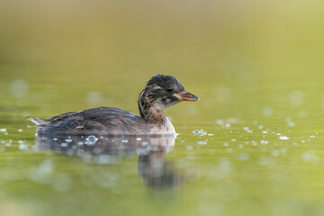 little grebe on the pond with calm water