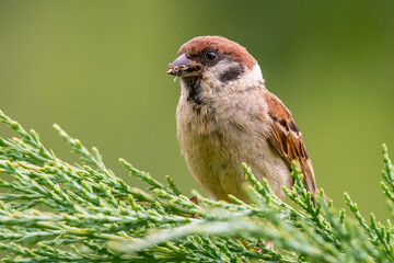Eurasian tree sparrow on a branch