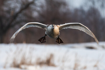 a swan in flight