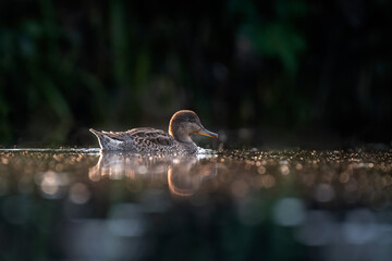 a backlit teal swimming in a pond