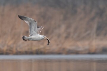 seagull in flight with a caught fish