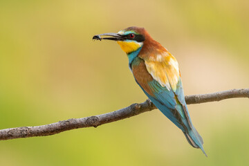 bee eater perched on a branch with a caught insect