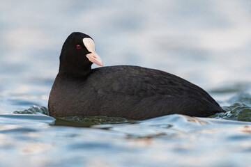 coot on the water 