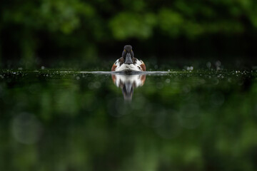 northern Shoveler swimming in the water