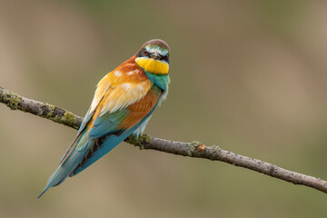 bee eater perched on branch looking at a photographer