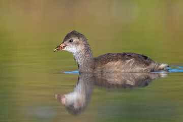 a juvenile common moorhen in the water