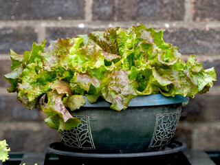 Lettuce Red Sails growing in a bowl