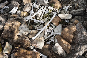 Bones of an unknown animal on rocky ground, close-up photo.