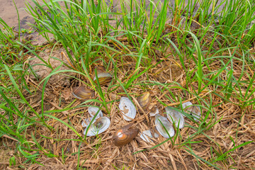 Empty mussel shells of Pseudanodonta complanata found on grassy river bank. Depressed river mussel