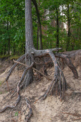 Lone pine tree with exposed roots. Natural landscape