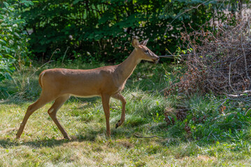 Young White-tailed Deer Fawn in An Urban Field In September In Wisconsin