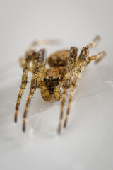 Bright spider on a white wall.
