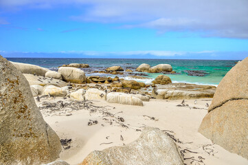 Penguins colony at boulders beach in cape town South Africa