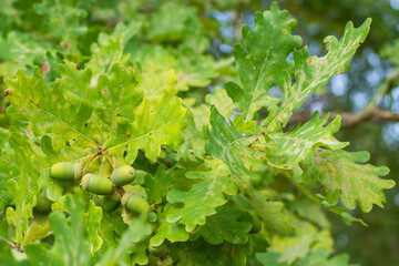 A bunch of unripe green acorns of oak tree among the leaves