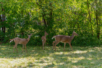 White-tailed Doe Deer And Twin Fawns In An Urban Field In September In Wisconsin